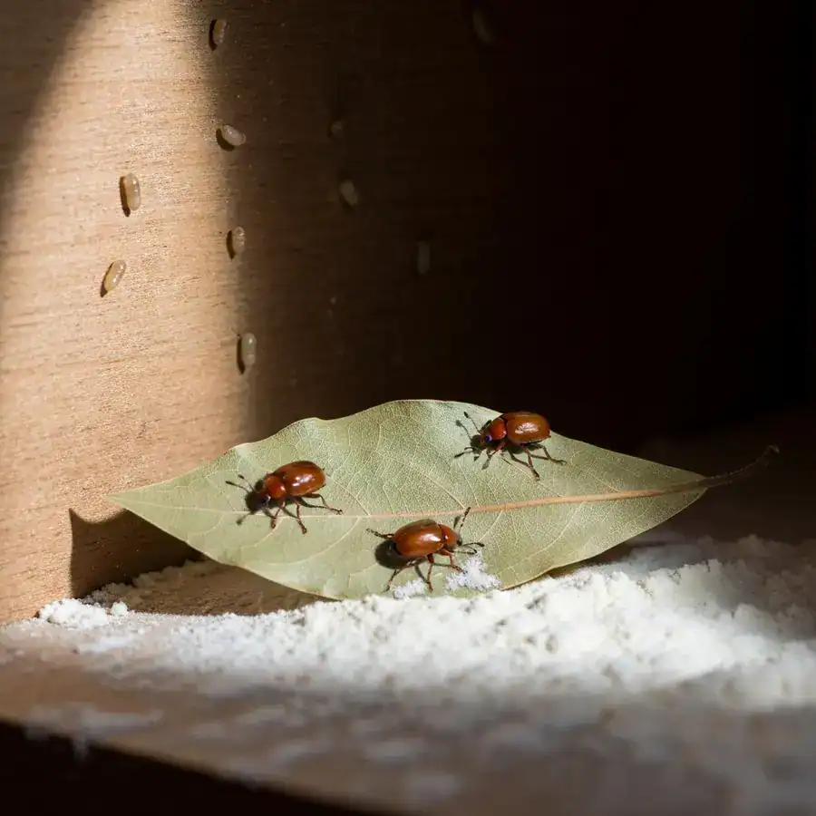Red flour beetles crawling over a dried bay leaf on a dusty, flour-covered wooden pantry shelf.