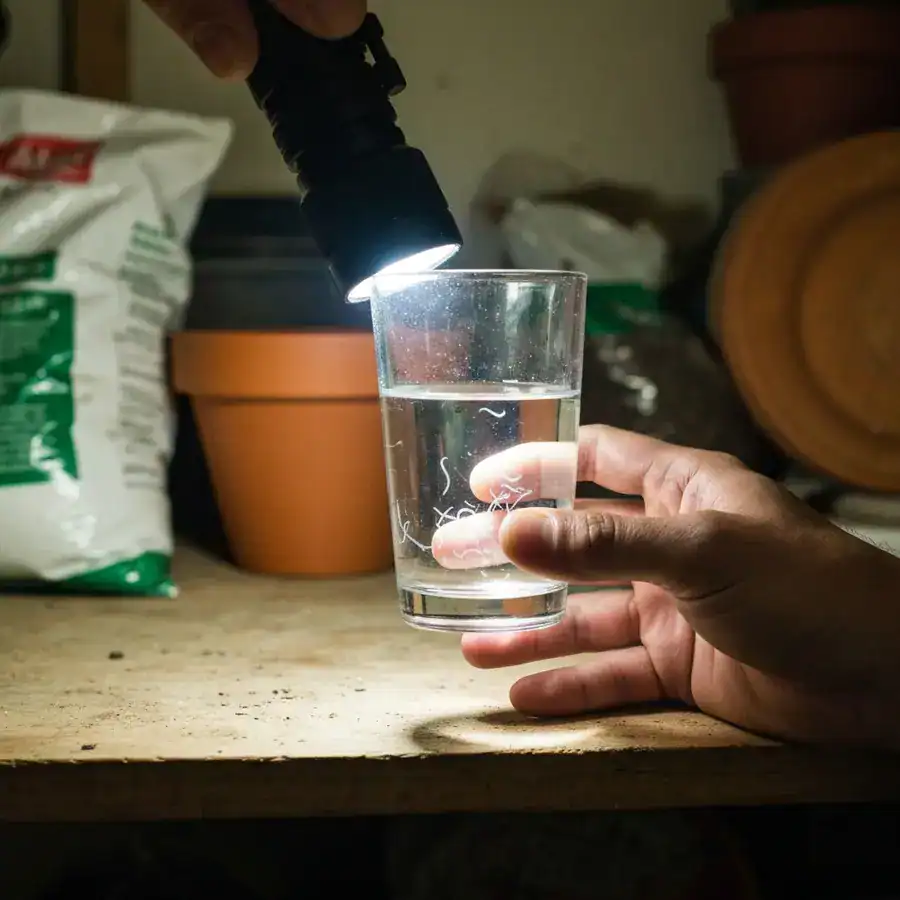 A clear glass of water held to a bright light, revealing tiny living nematodes wiggling inside, set against a cluttered workbench.