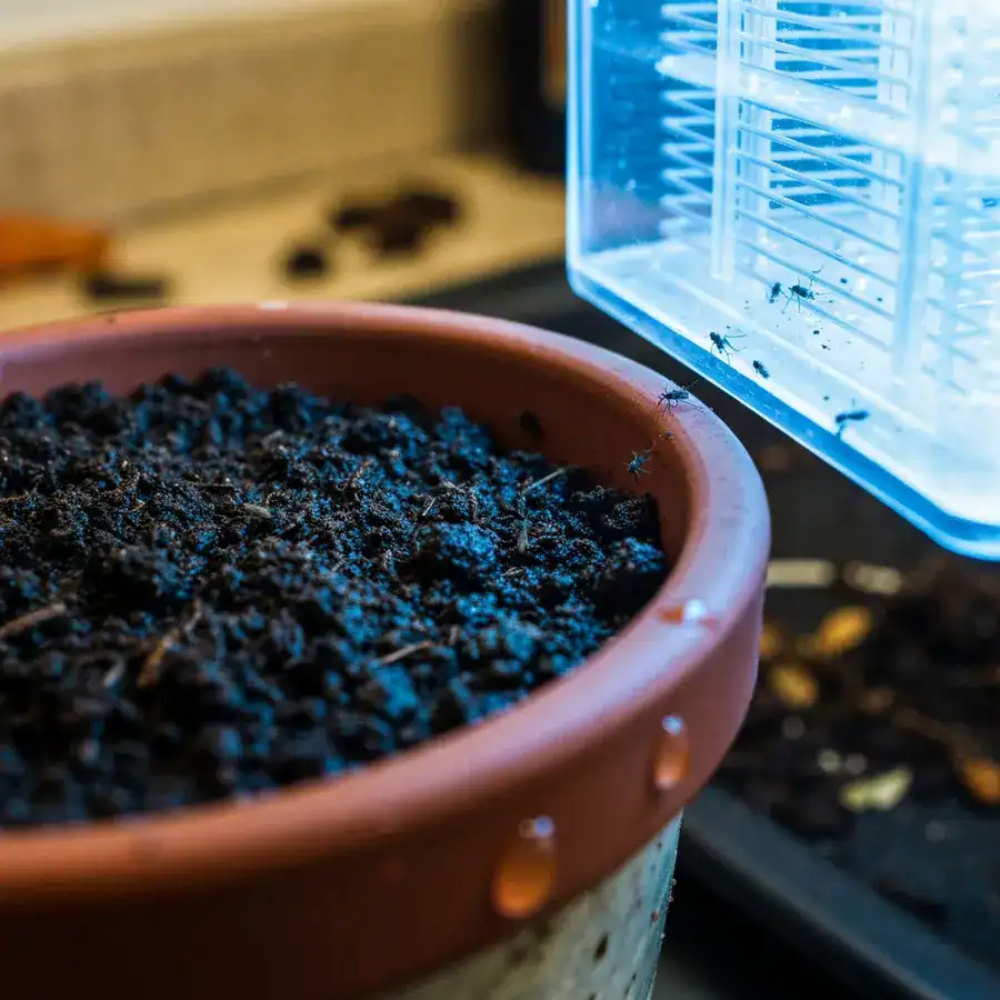 Tiny fungus gnats crawling on damp potting soil in a ceramic pot near the blue glow of an indoor UV trap.