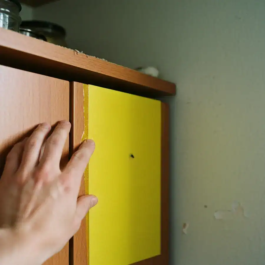 Close-up of a hand mounting a yellow sticky trap high on a wooden cabinet to keep it out of reach of pets.