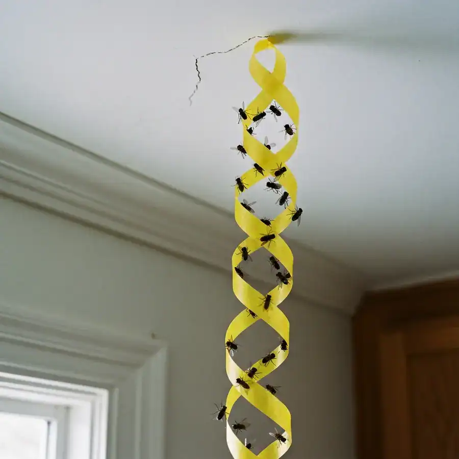 Yellow sticky fly paper covered in trapped insects hanging from a cracked kitchen ceiling in a dimly lit room.