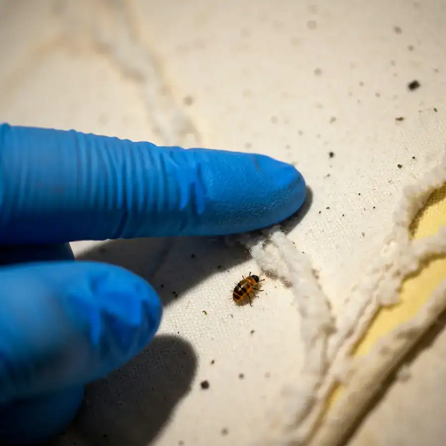Gloved finger pointing at a bristled carpet beetle larva on a pilled cotton bedsheet.