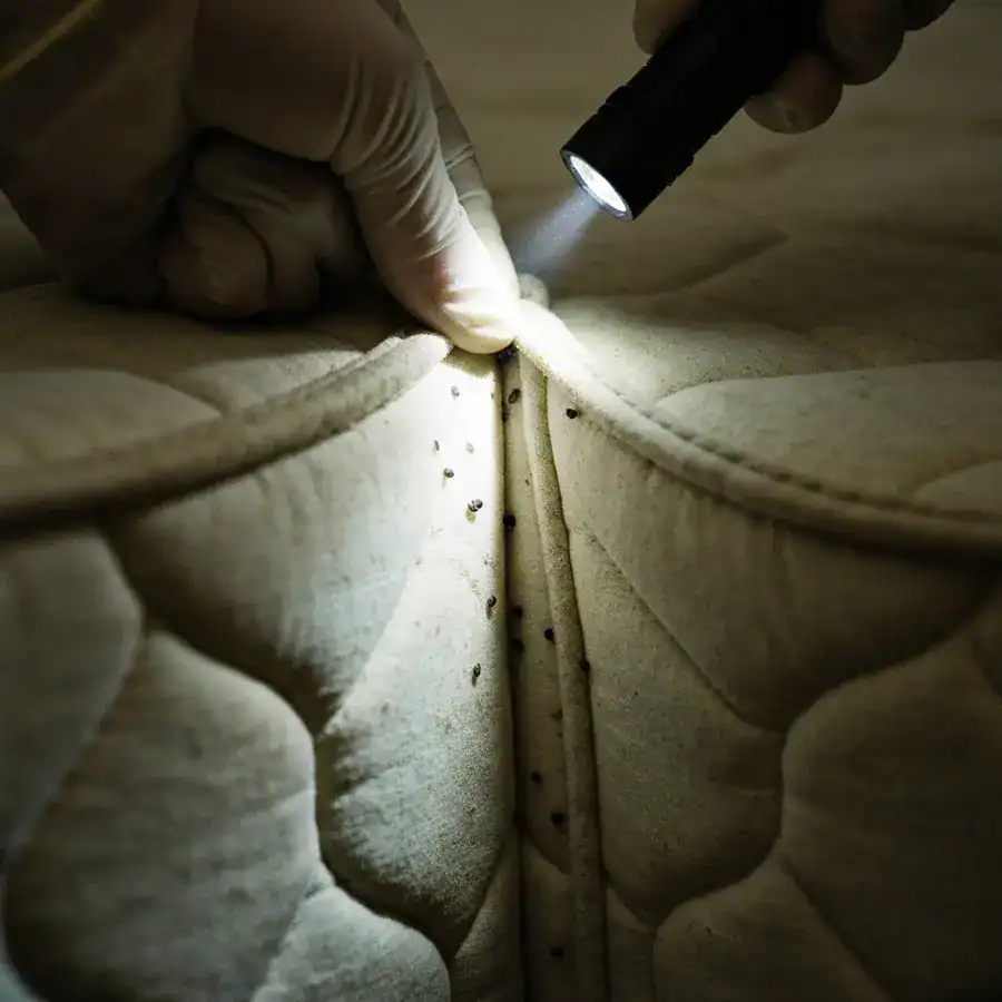 Gloved hand illuminates mattress piping with a flashlight to check for bed bug clusters and staining.
