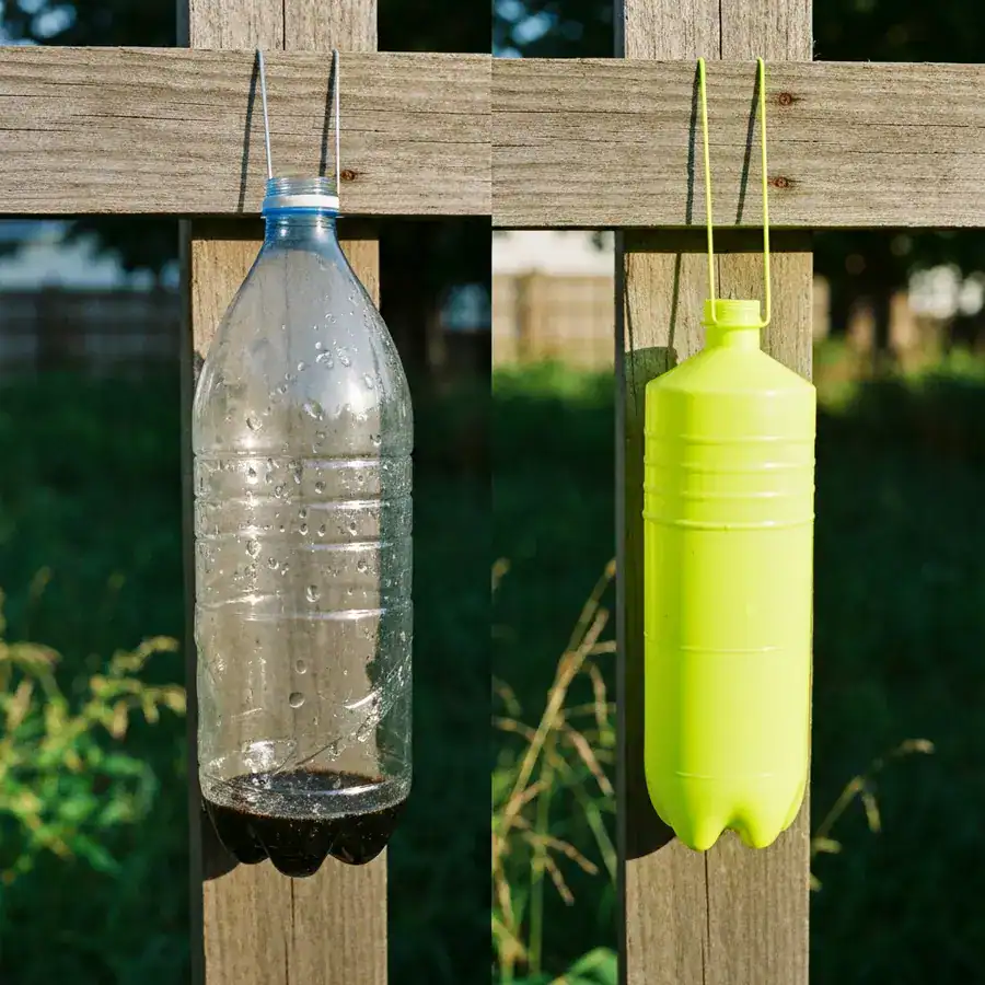 DIY bottle trap and yellow commercial trap hanging from a weathered wooden fence in a garden.