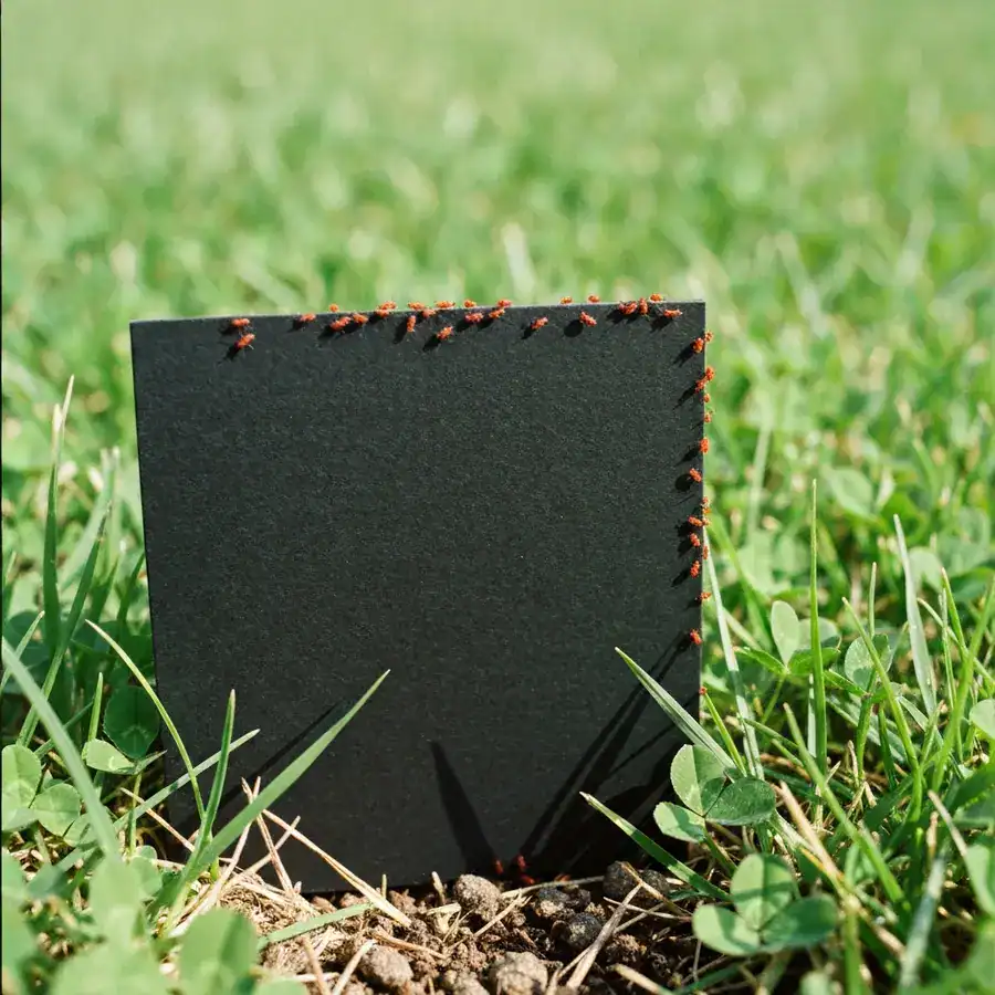 Tiny red chiggers crawling on the top edge of a black cardboard square in a grassy backyard.