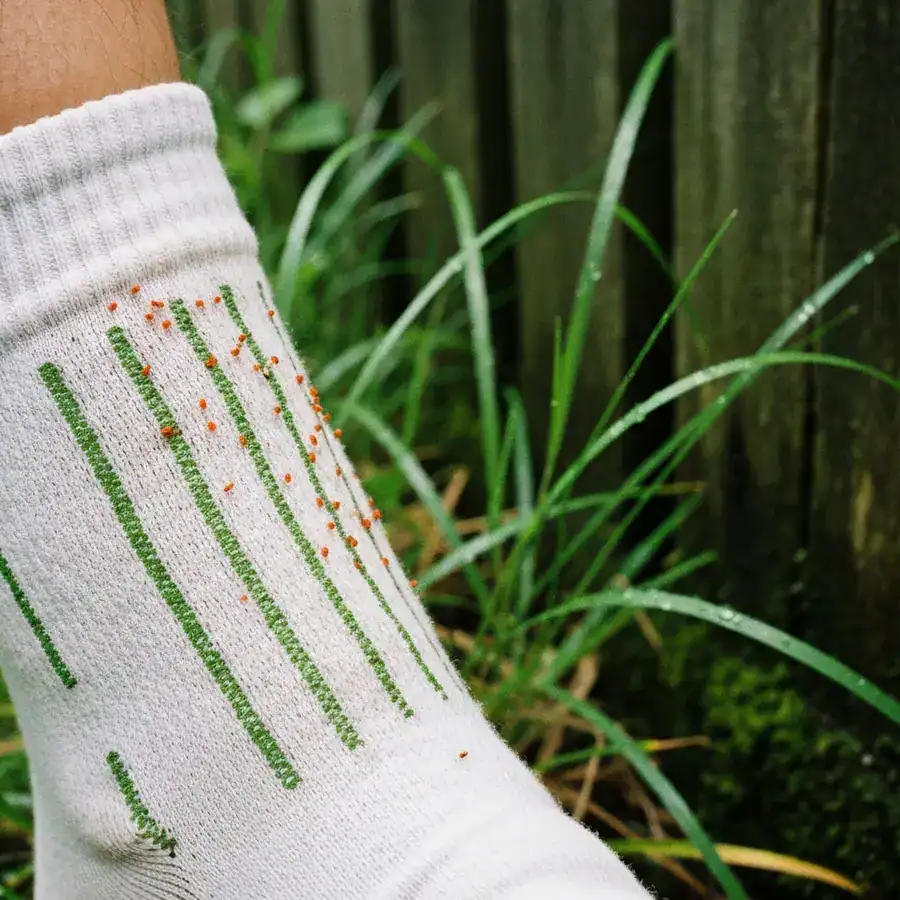 Macro of tiny red chiggers clustered on a stained white sock near overgrown weeds and a shaded fence line.
