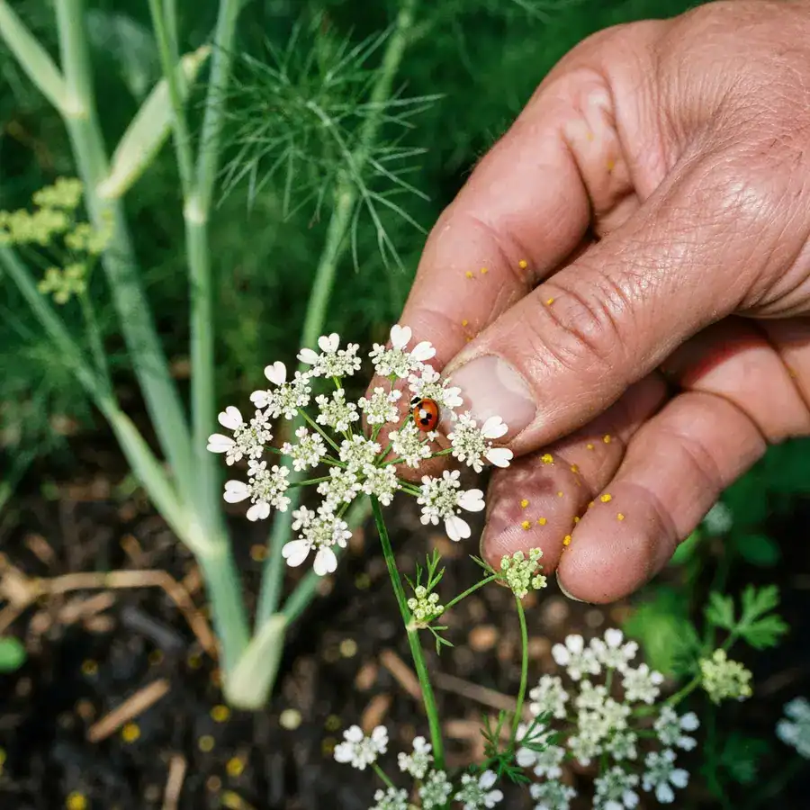 Close-up of a ladybug on bolting cilantro flowers held by a gardener in a sun-drenched vegetable garden.