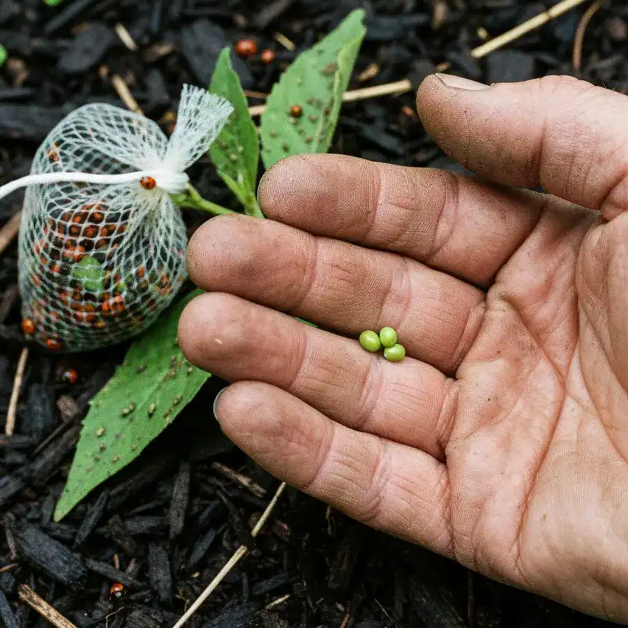 Close-up of pea-sized green lacewing eggs held in a dirty hand over a mulched garden bed.