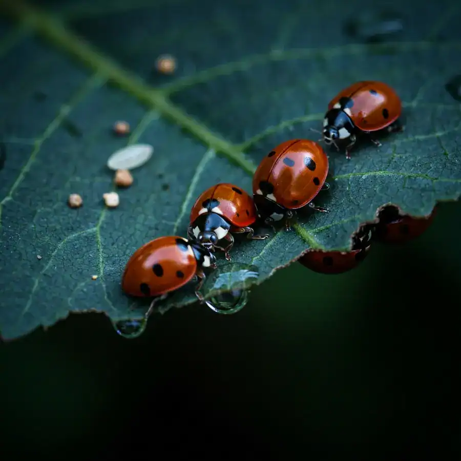 Ladybugs drinking water droplets from a wet leaf in a dark garden at dusk.
