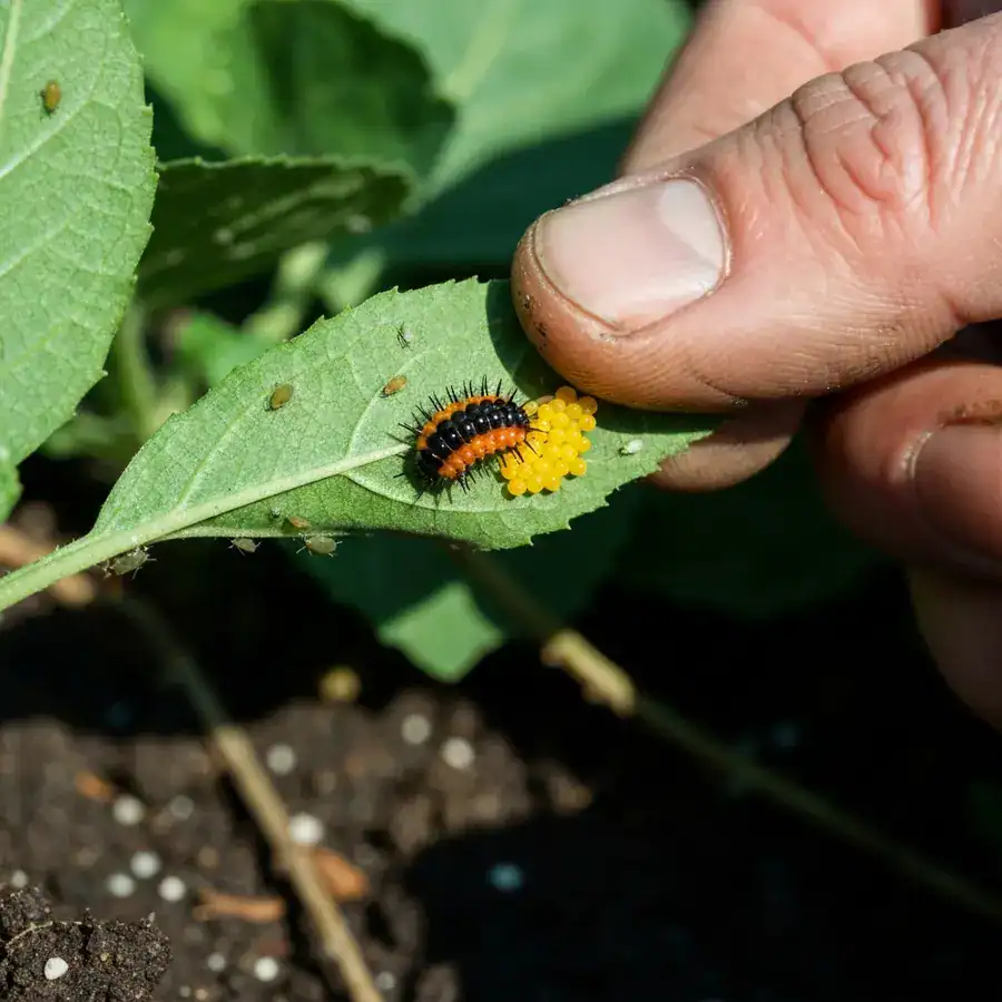 Yellow ladybug eggs and a spiky larva on the underside of a green leaf held by a gardener's finger.
