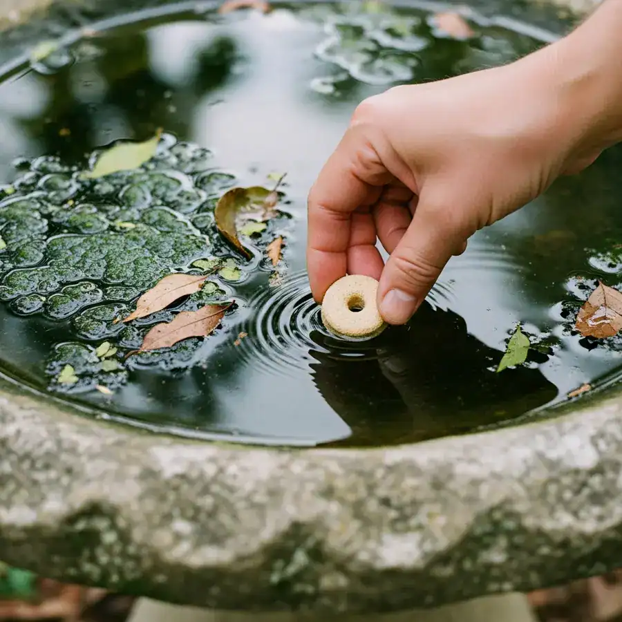 A hand places a beige Mosquito Dunk into the murky water of a stone birdbath to control larvae.
