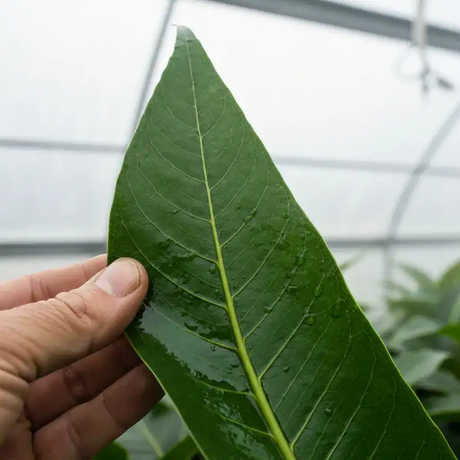 Close-up of a hand inspecting a neem-oil-coated leaf under a bright light in a misty commercial greenhouse.