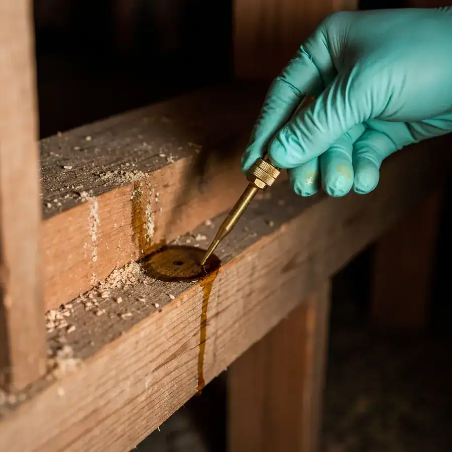 Gloved hand injecting orange oil into a wooden beam gallery within a dark, dusty crawlspace.