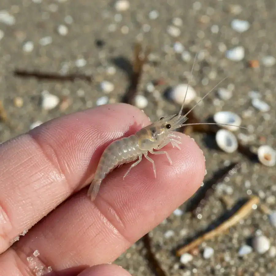 Translucent shrimp-like sand flea held on a human fingertip against a gritty, sunlit beach background.