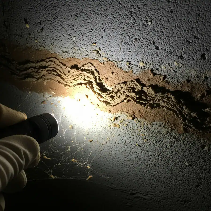 Close-up of mud tube, recently rebuilt, being inspected with flashlight in damp, dusty basement environment.